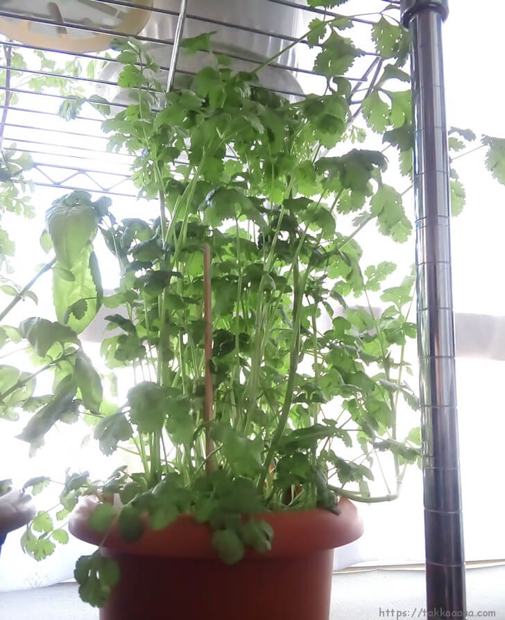 パクチーふさふさ