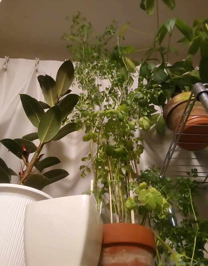 パクチーとゴムの木