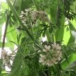 パクチーの花拡大