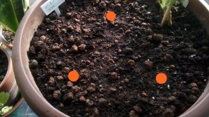 レジナの種まき