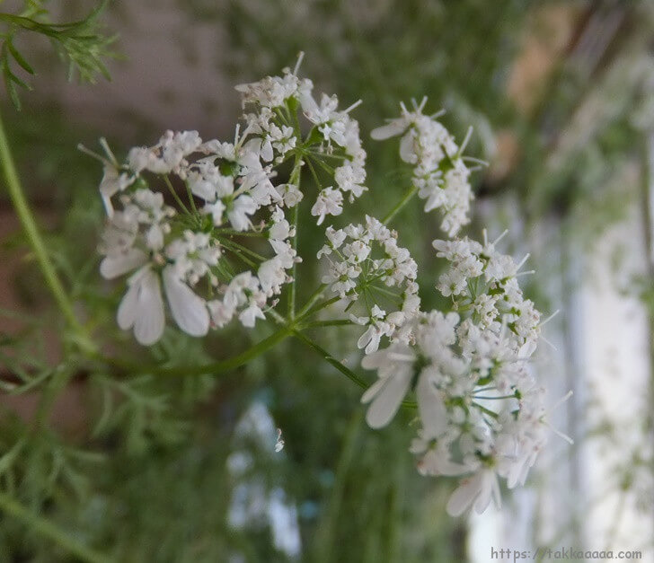 パクチーの花