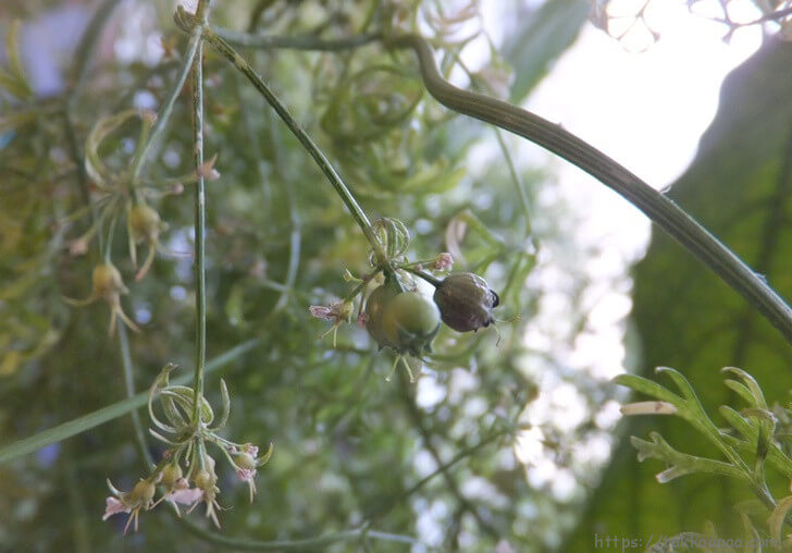 コリアンダーの実