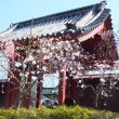 02_称名寺の門のしだれ桃