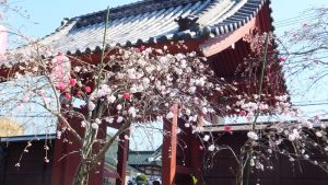 02_称名寺の門のしだれ桃