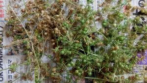 パクチーの実収穫して干す