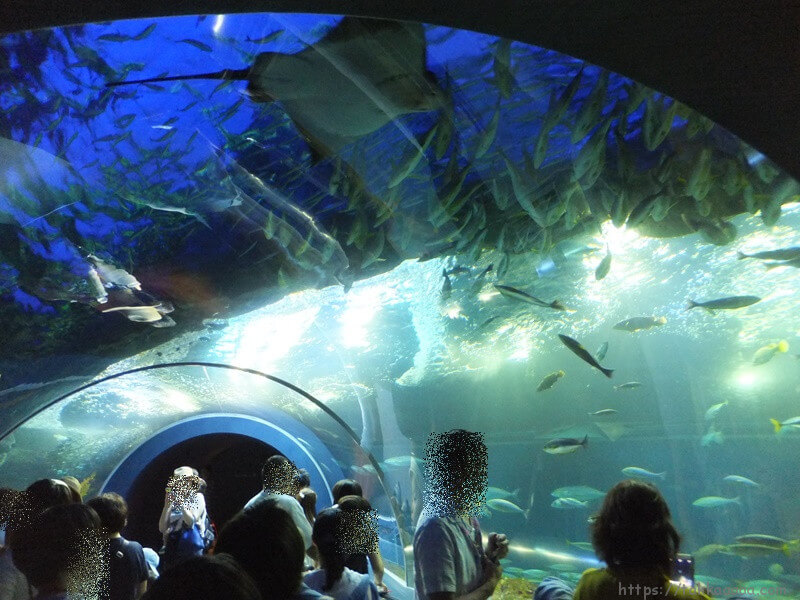 日本海大水槽のマリントンネル