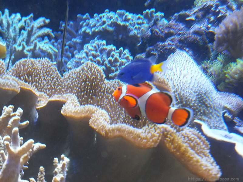 サンゴ礁の熱帯魚