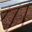 パクチーの種まき完了