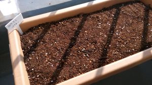 パクチーの種まき完了