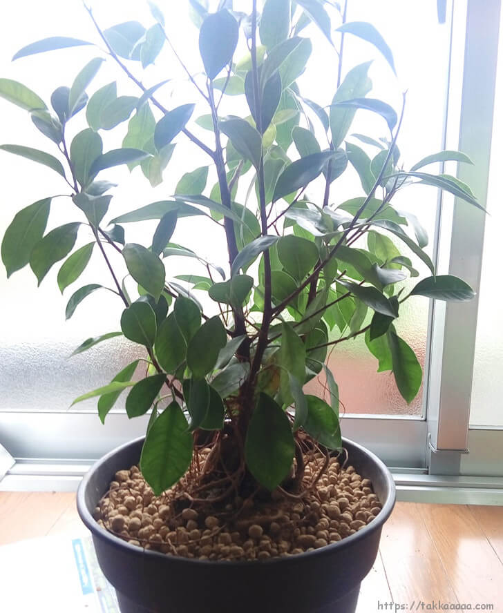 ガジュマルさん植え替え完了