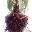 古い鉢から抜き取ったガジュマルさん
