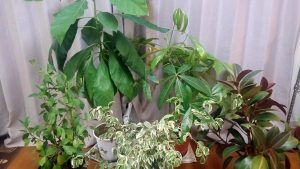 20171110_冬になるので観葉植物を室内に入れました