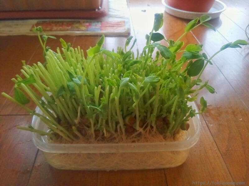 1回目収穫完了_20180119