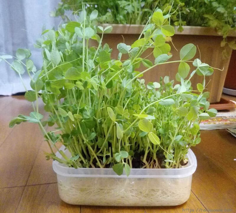 豆苗ちゃん2周目_20180211