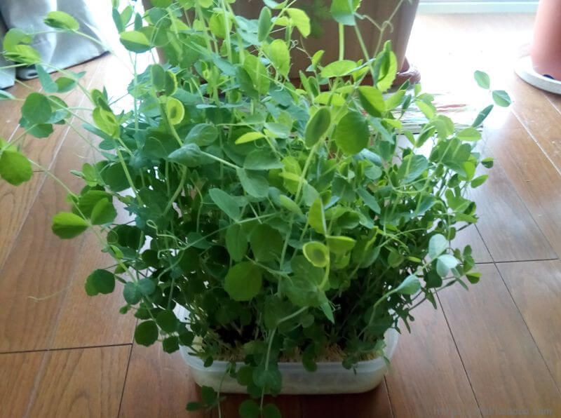 20180220の豆苗ちゃん