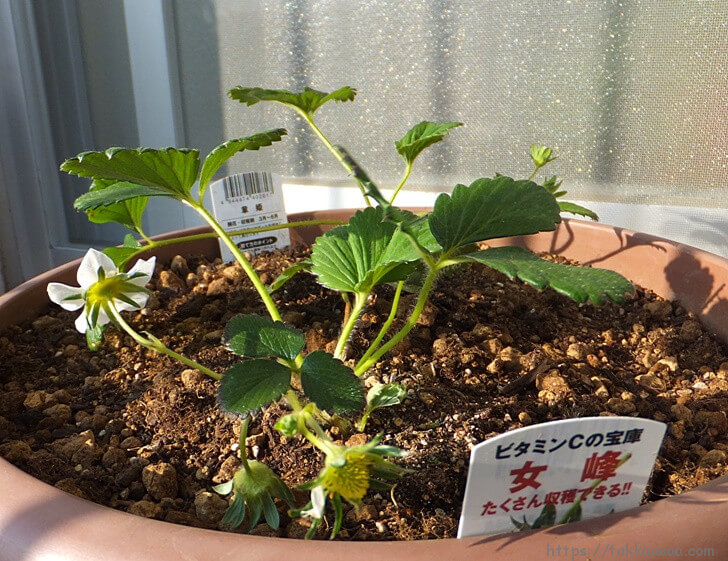 植えた後の女峰