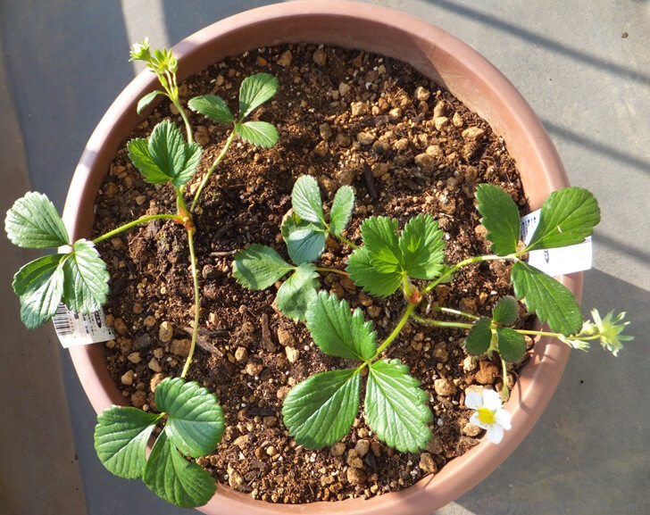 植えた後のイチゴを上から見たところ