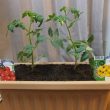 ミニトマトをプランターに植えたところ