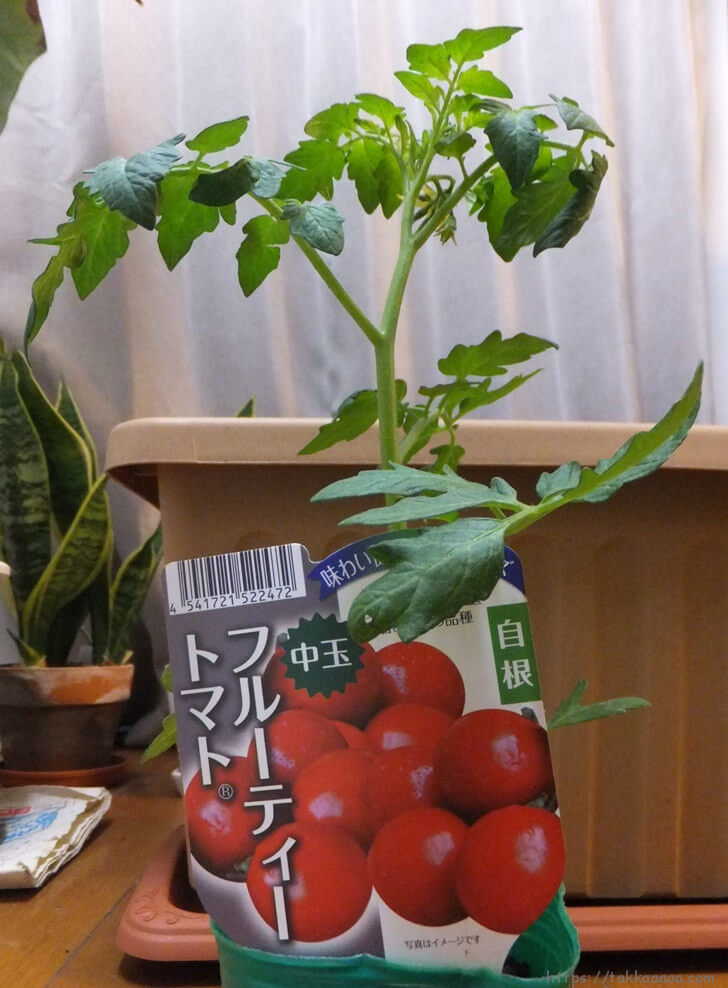 中玉フルーティートマト
