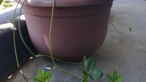 20180715_イチゴ（女峰）からランナーがたくさん出てきました