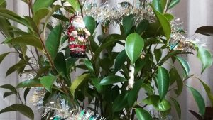 ガジュマルさんクリスマスツリー