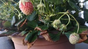 ついにイチゴがなりました