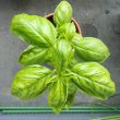 バジル大きくなってきた