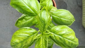 バジル大きくなってきた