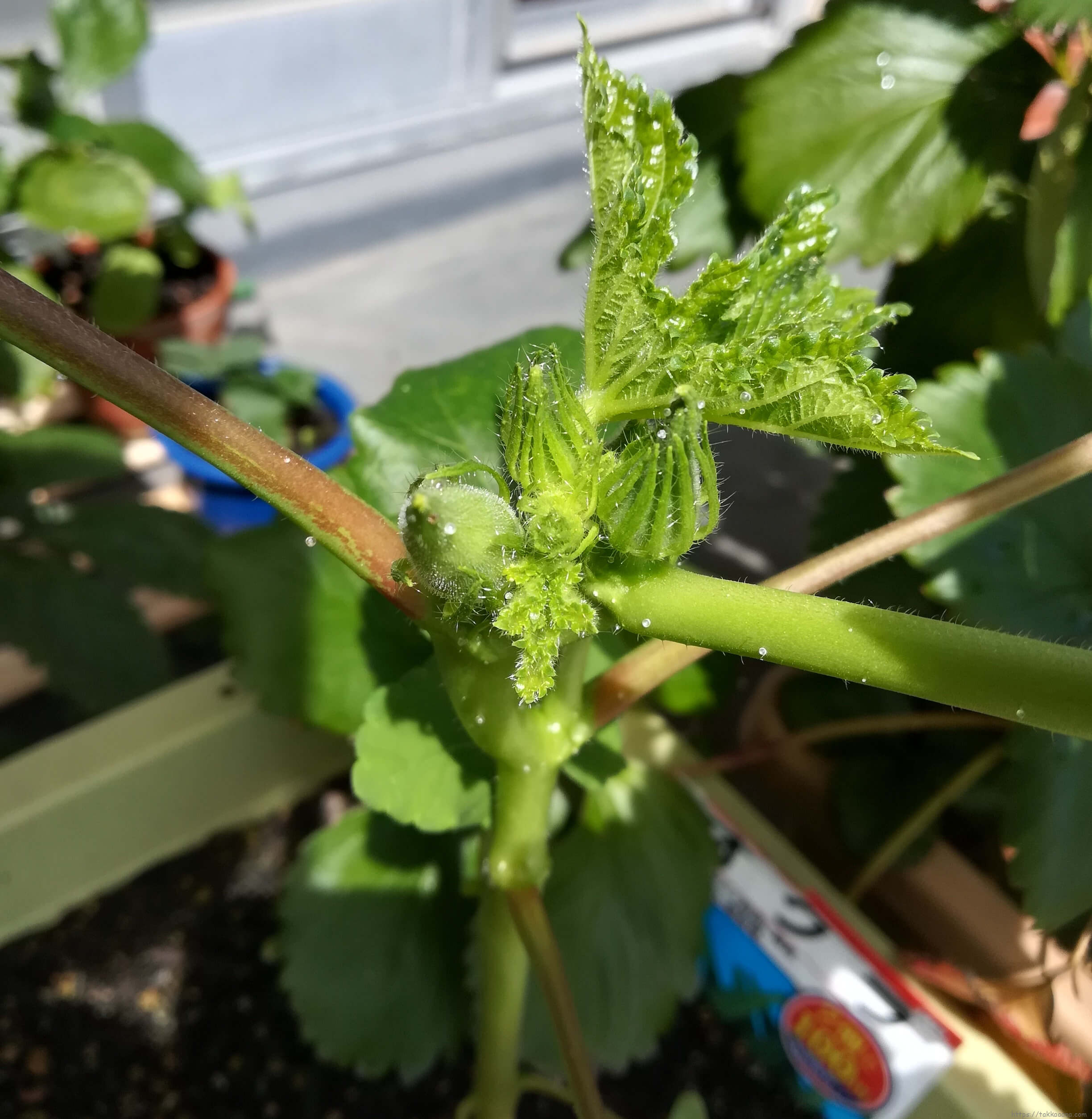 20190812_オクラ拡大