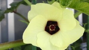 オクラの花