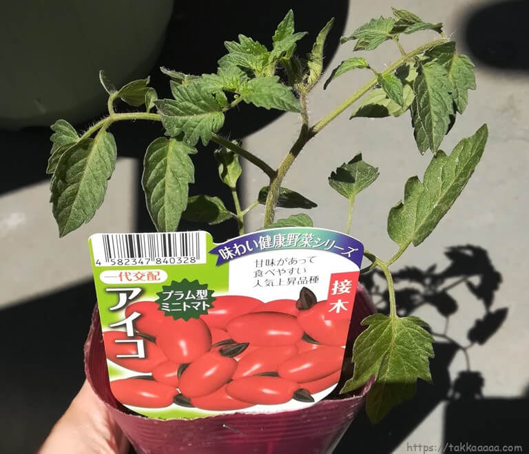 ミニトマトのアイコ苗