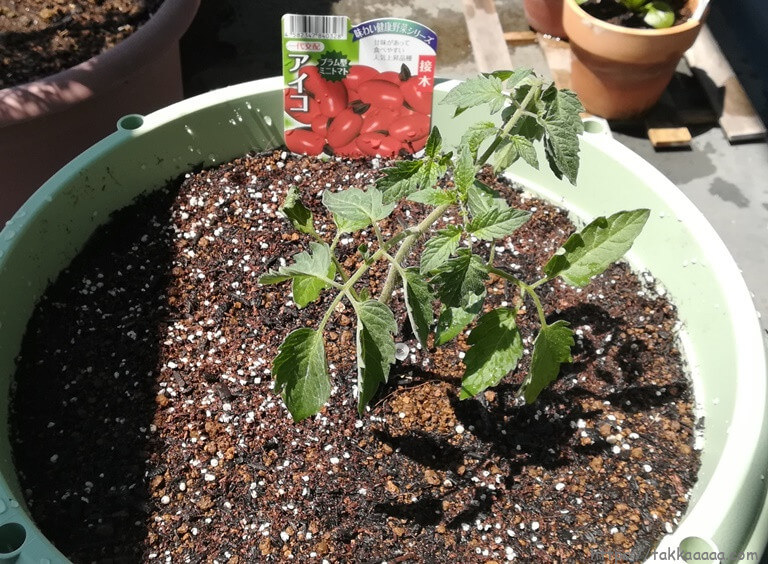 20200425_ミニトマトのアイコ苗を植えました
