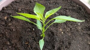 ししとう苗を植えた