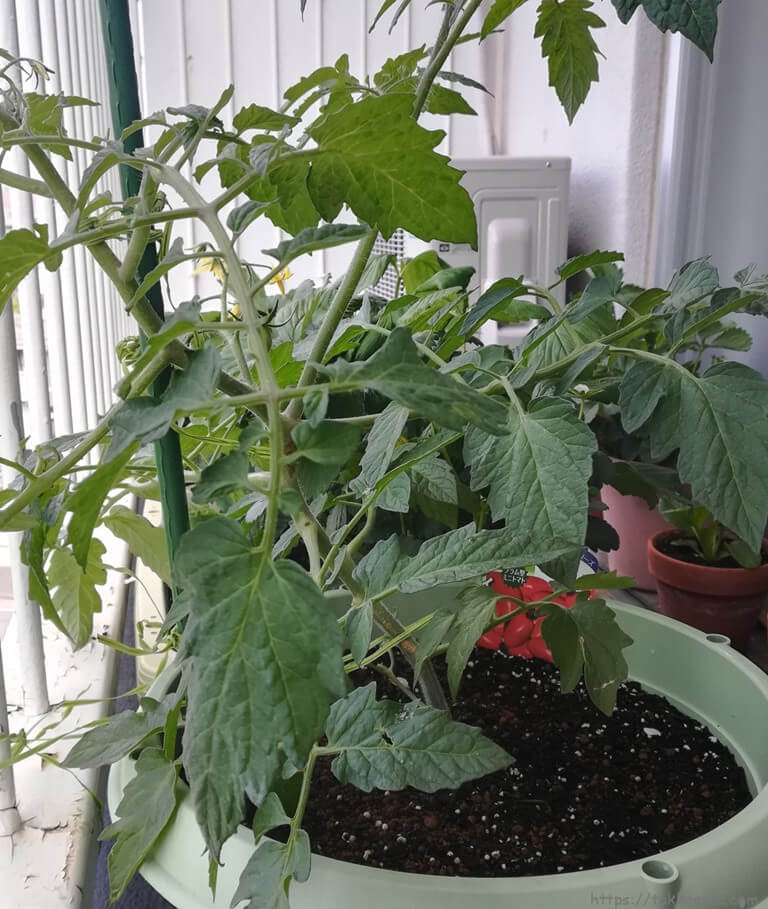 20200517_ミニトマトのaikoさん