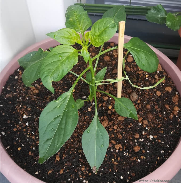 20200517_ししとう