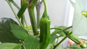 20200622_ししとうの実がなった