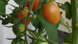 20200705_ミニトマト赤くなってきた