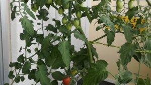 20200705_ミニトマト全体