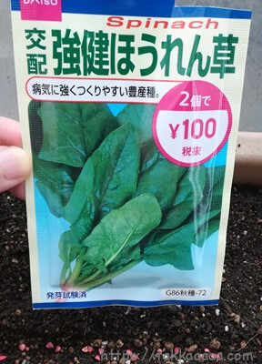 ダイソー強健ほうれん草