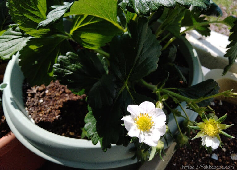 いちごの花_20210403
