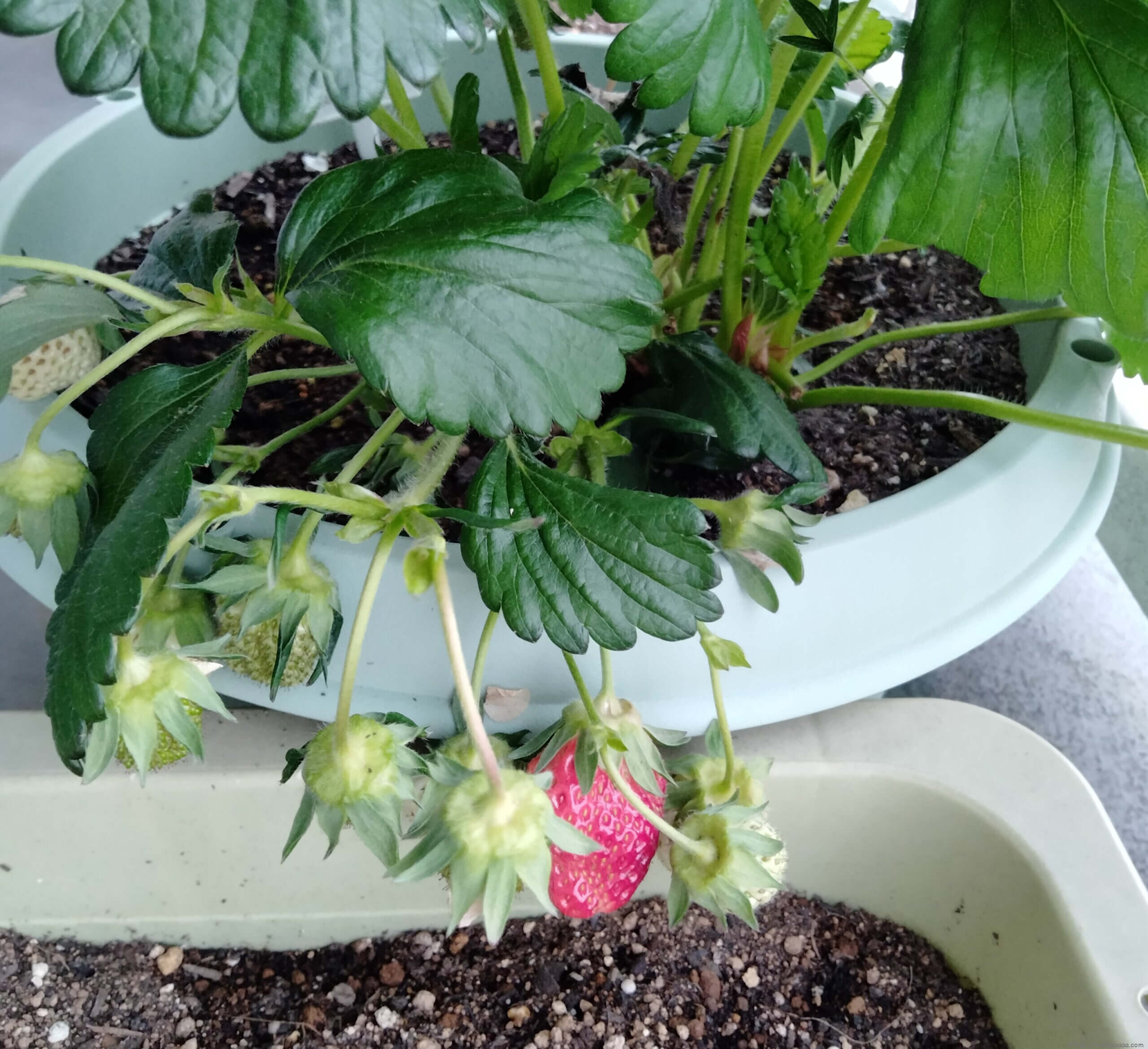 赤くなったイチゴ_20210421