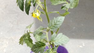 ミニトマト千果の接木苗