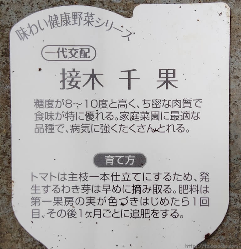ミニトマト千果の接木苗説明