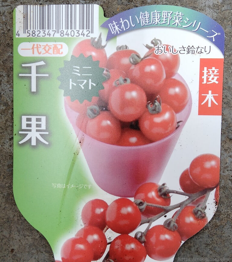 ミニトマト千果の接木苗ラベル