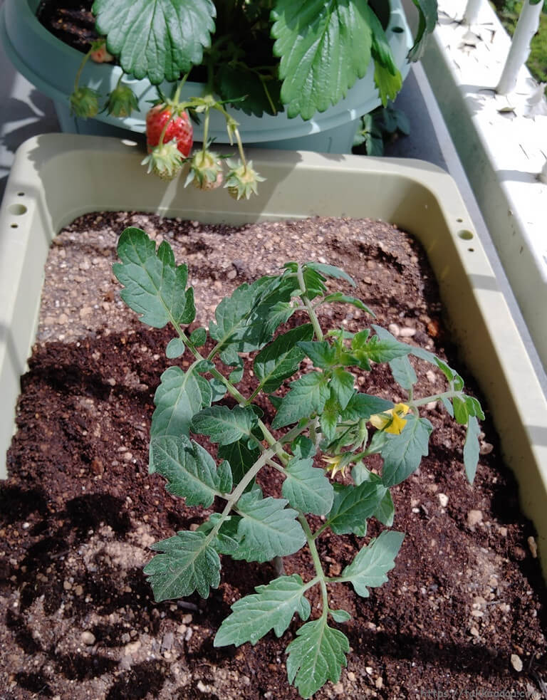 ミニトマトの苗を植えたところ