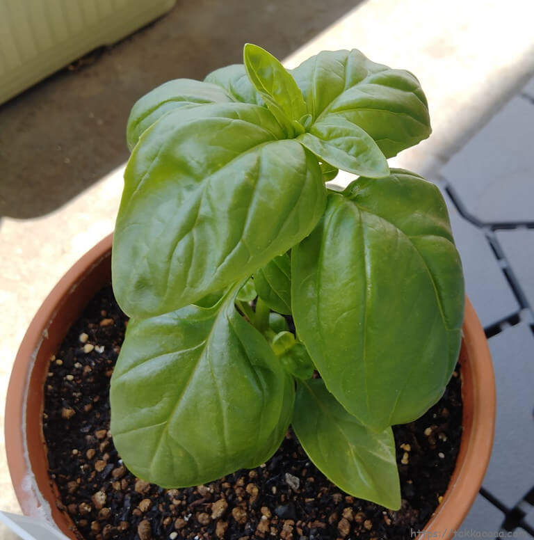 バジル_20210403