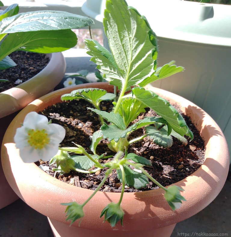 ランナーから分けたイチゴ