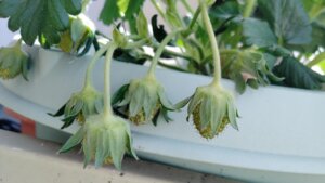 イチゴの実の途中_20210403