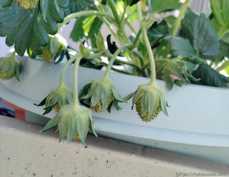 イチゴの実の途中_20210403