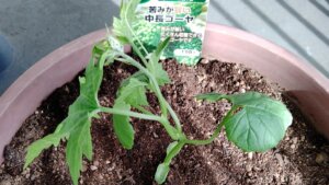 ゴーヤの苗を植えた_20210505